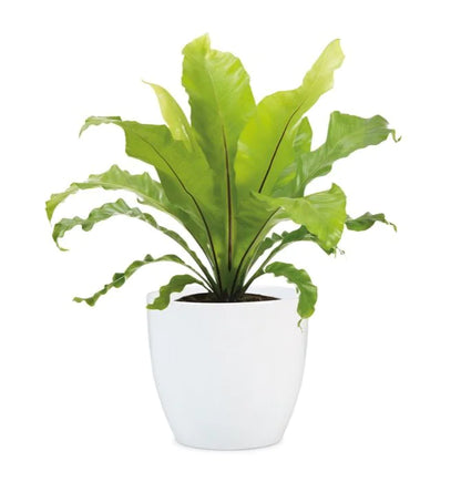 POTS ALASKA WHITE