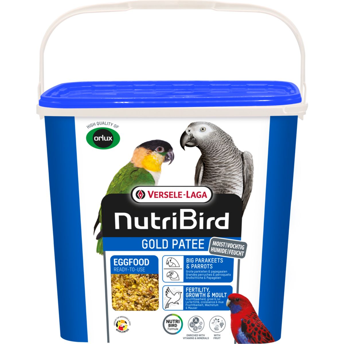 Gold Patee Large Parakeet / Parrot