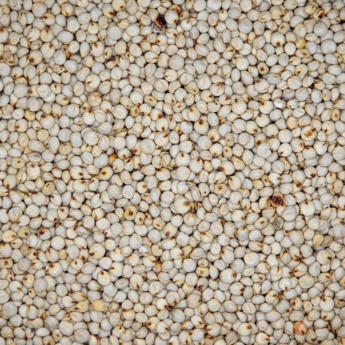 Versele-Laga Dari Weiß 25 kg