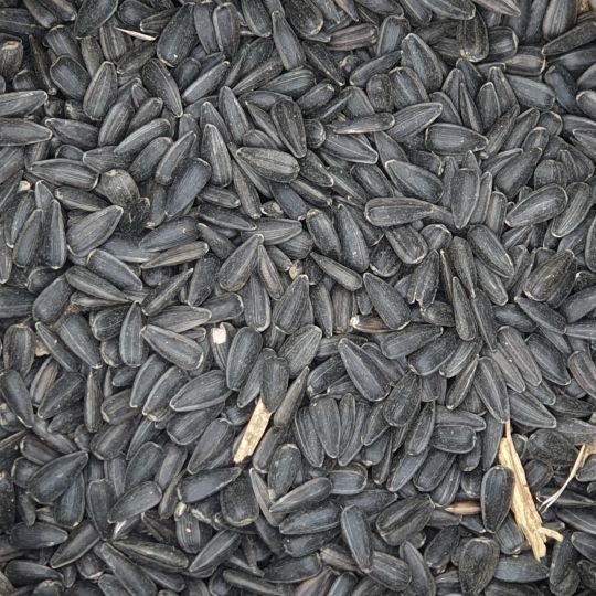 Versele Laga Sonnenblumen schwarz  15 kg