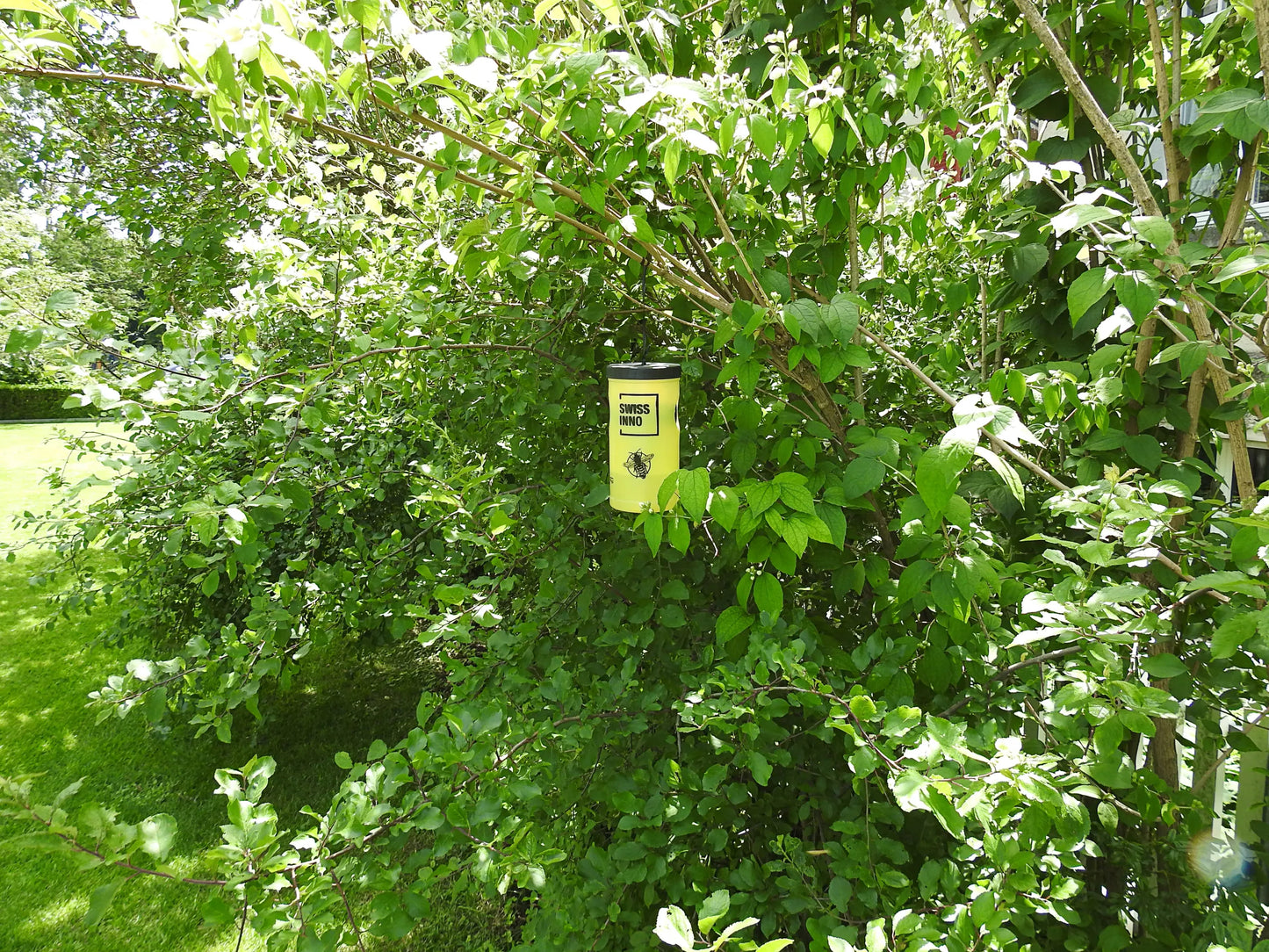 Wasp trap including bait