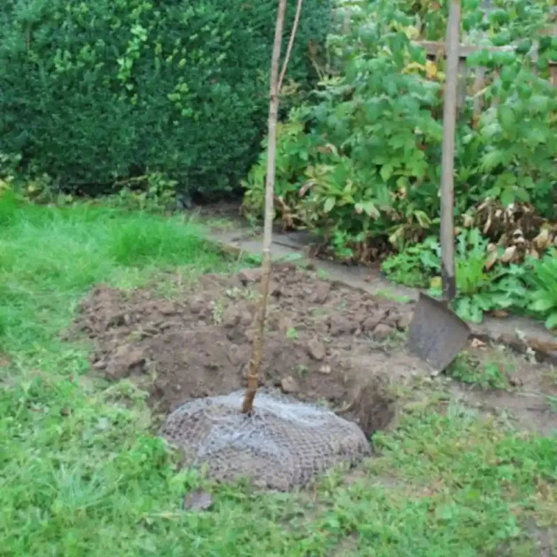 Siena Garden Wühlmauskorb verzinkt Ø 35 cm
