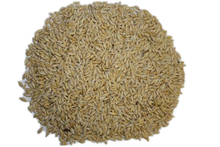 Spider Pigeon Barley French. 25 kg