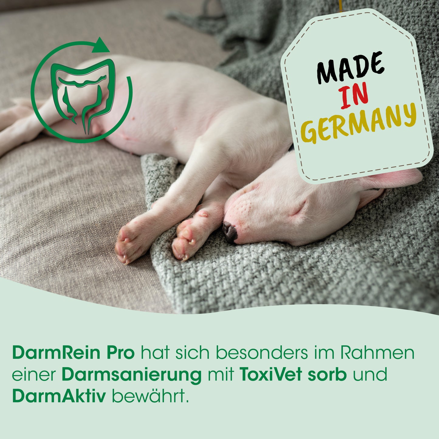 cdVet DarmRein Pro