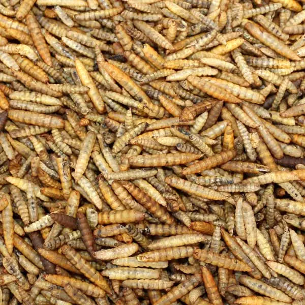 Black Soldier Fly Larvae 750g