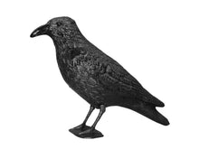 Pigeon Control Crow