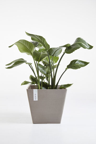 Ecopots Rotterdam quadratischer Pflanzentopf